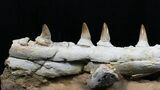 Beautifully Prepared Mosasaur Jaw Section #31589-2